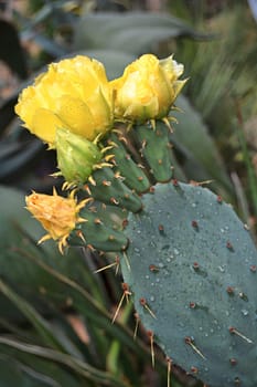 yellow flowering cactus