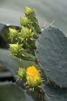 yellow flowering cactus