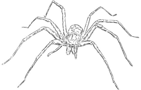 big spider - front view - isolated on background