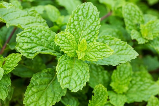Fresh mint,close-up of the fragrant plant in nature