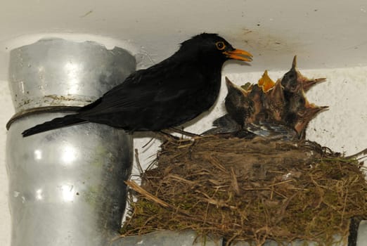 Blackbird with offspring
