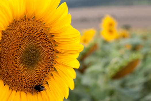 sunflower field