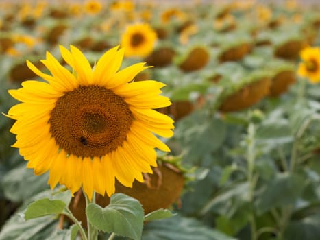 sunflower field