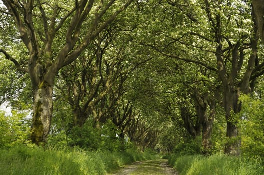 I photographed this beautiful,over 100-year-old avenue in Thuringia