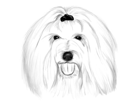 Hand drawing - portrait Coton de Tulear