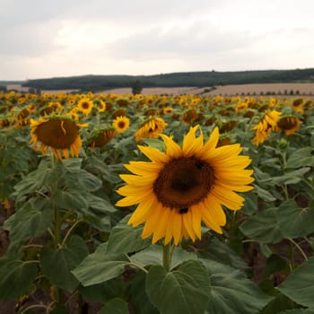 sunflower field