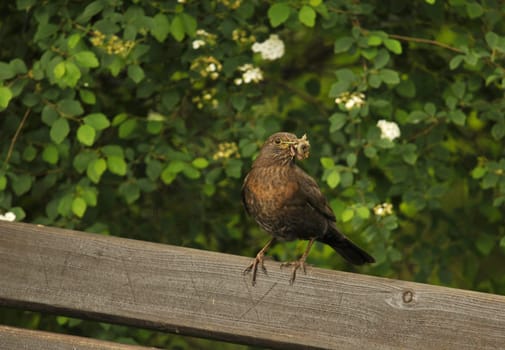 Blackbird with food