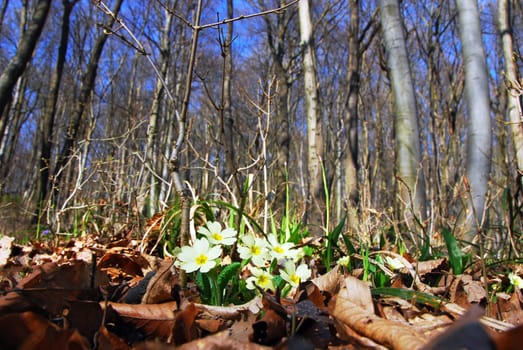 Spring flowers in the forest