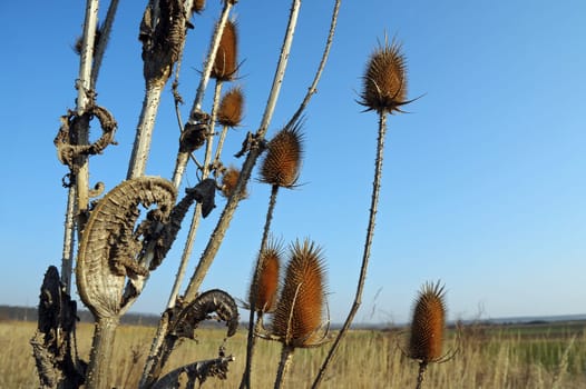 Plant Weaver's Card in the Meadow