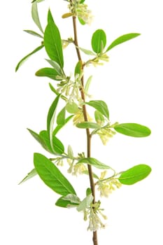 Oil willow (Elaeagnus) flowering branch against a white background