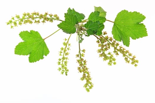 flowering branch of red currant cleared against white background