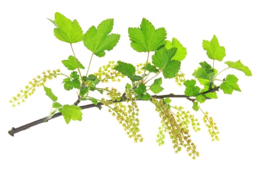 flowering branch of red currant cleared against white background