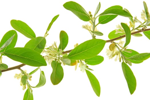 Oil willow (Elaeagnus) flowering branch against a white background