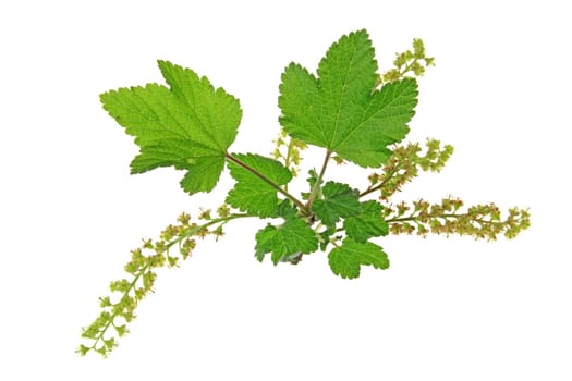 flowering branch of red currant cleared against white background