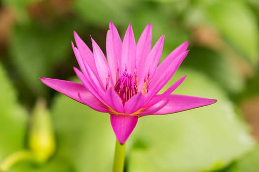 Water lily purple,close-up of the water plant in nature