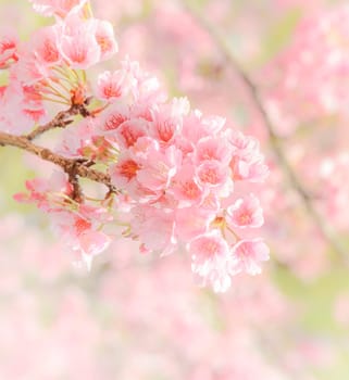 Pink cherry flower background