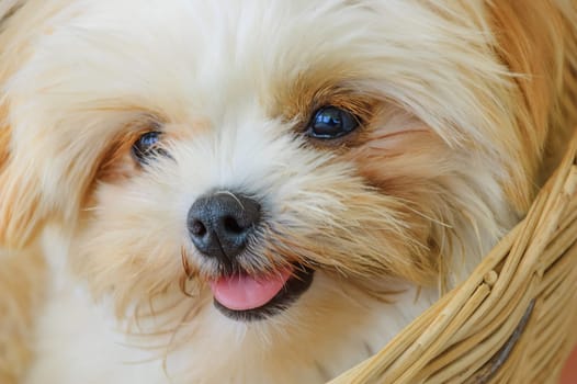Cute Shih Tzu puppy in the basket