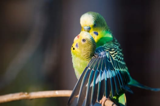 Close-up of a pair of parakeet in original colours in typical mating posture on a branch