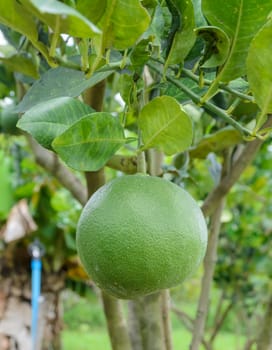 Pomelo fruit on its tree