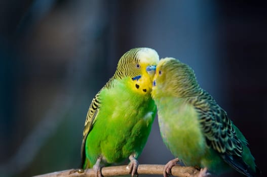 Close-up of a pair of parakeet in original colours beaking a branch