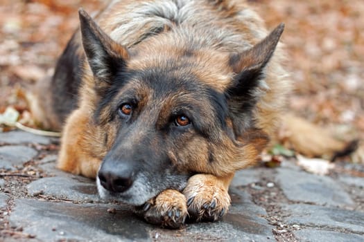 exposed dog