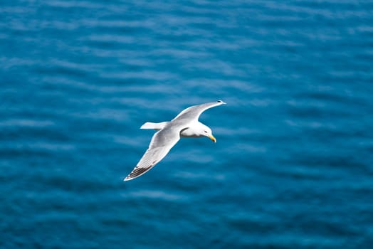 Seagull shoot from top with ocean in background