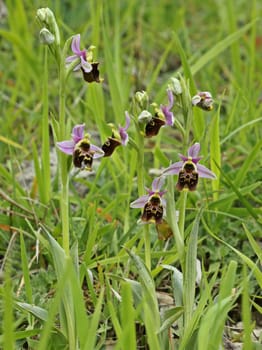 Bumblebee Ragwurz (Ophrys holoserica)