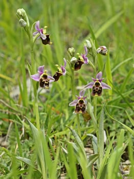Bumblebee Ragwurz (Ophrys holoserica)