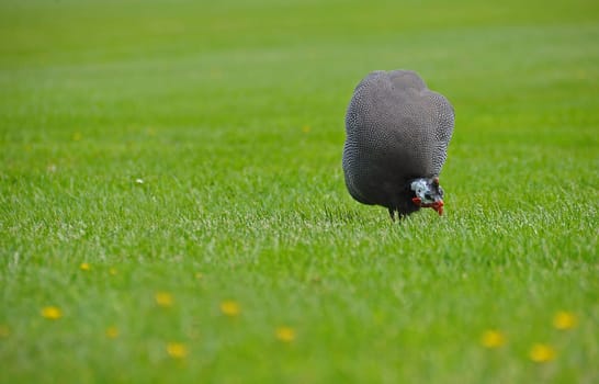Guinear chicken
