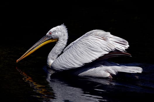 Pelican