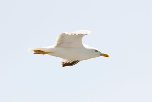 Photo of seagull flying in the sky