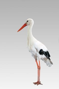 The photograph of a standing stork that has been exposed.