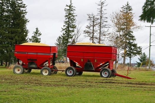 Corn harvest in red tractor trailer bin with wheels