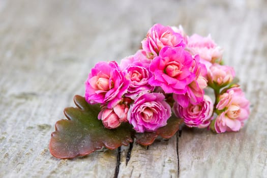 Kalanchoe flower