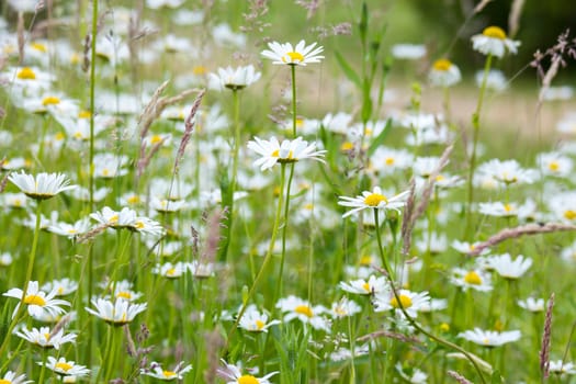 daisies in the meadow
