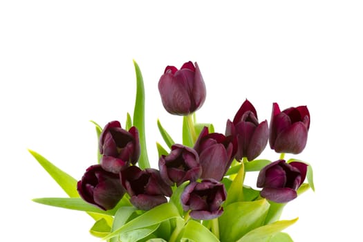 purple tulips on white background