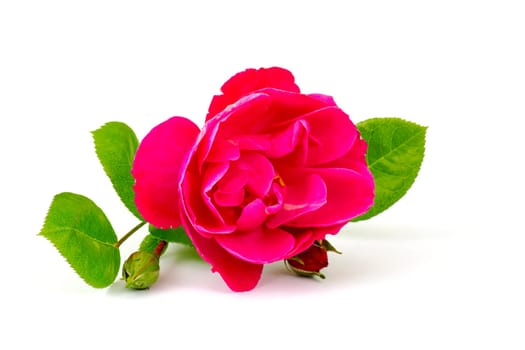 red rose on white background