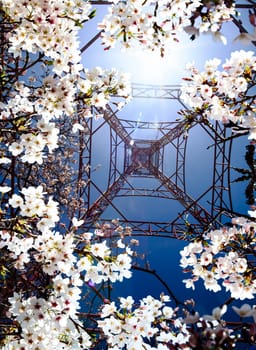 Beautiful sakura season for adv or others purpose use