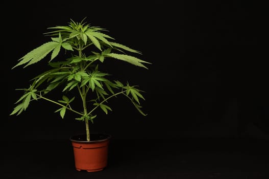 Young Green Leaf Cannabis Indica Plant Marijuana