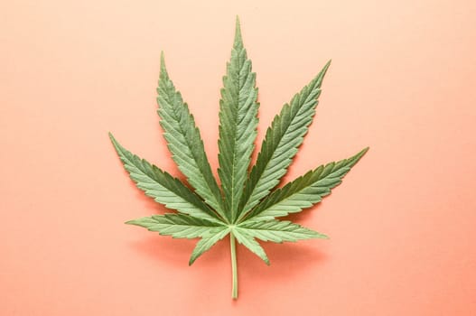 Green Fresh Marijuana Leaf with Seven Tips