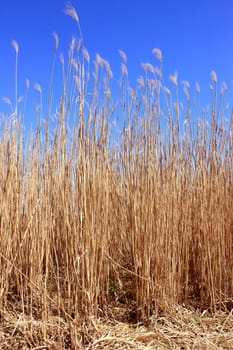 an agricultural field for an organic farming for the harvest of the reed on a bottom of blue sky