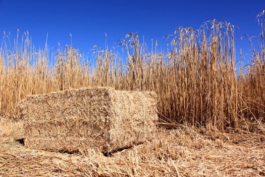 an agricultural field for an organic farming for the harvest of the reed on a bottom of blue sky