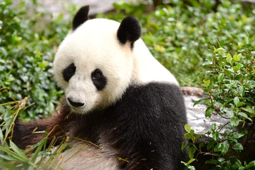 A close up shot of a giant panda