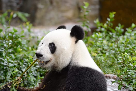 A close up shot of a giant panda