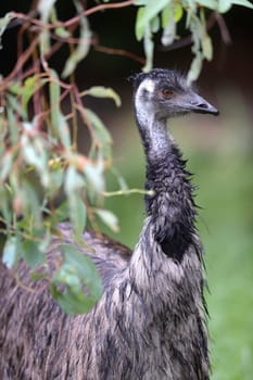 A close up shot of an Australian Emu