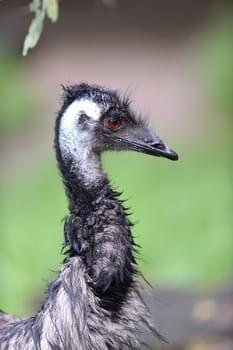 A close up shot of an Australian Emu