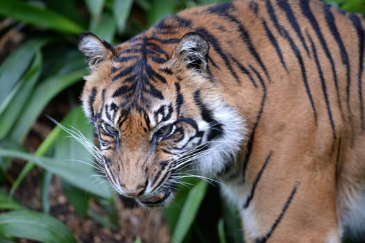 A close up shot of a Sumatran Tiger