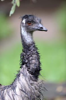 A close up shot of an Australian Emu