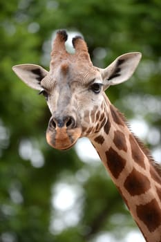 A close up shot of a Giraffe