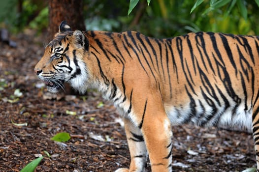 A close up shot of a Sumatran Tiger